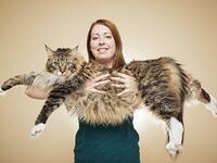  أضخم قط ماين كون في العالم ويقال انه مزج سلالتي القطط المنزلية الأمريكية والأنغورا في مقاطعة ماين.