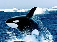 امتلاك حوت: لا يمكن للمواطن في بريطانيا أن يدعي بأنه يملك حوتًا في البحر، وينطبق هذا القانون على الحيتان والدلافين وسمك القرش وسمك الحفش وخنازير البحر داخل دائرة نصف قطرها 3 أميال من الشاطئ البريطاني.