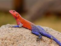 السحالي: تستخدم الخداع في معركتها مع الحيوانات الأخرى، فإذا ما هوجمت من قبل الثعابين فإنها تقطع ذيلها وتتركه يتلوى خلفها مما يشغل الحيوان المفترس ويعطي فرصة للسحلية للهروب والنجاة بنفسها.
