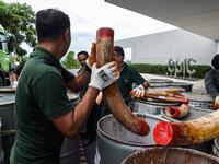 A member of a wildlife personnel team carries a seized ivory tusk before the confiscated ivory was destroyed at the Kualiti Alam Waste Management centre in Port Dickson on April 30, 2019.  Mohd RASFAN / AFP