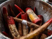 Seized ivory tusks are displayed before being destroyed at the Kualiti Alam Waste Management centre in Port Dickson on April 30, 2019.  Mohd RASFAN / AFP