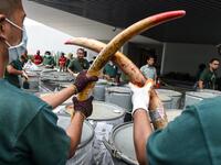 Wildlife personnel display seized ivory tusks before the confiscated ivory was destroyed at the Kualiti Alam Waste Management centre in Port Dickson on April 30, 2019.  Mohd RASFAN / AFP