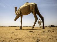 El-Molih is well known among tourists visiting the northeast African country, with its daily camel market a hit among visitors. Some camels are sent to slaughter houses, while the priced ones in the Gulf countries to take part in races. ASHRAF SHAZLY / AFP