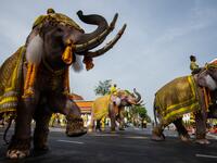Mahouts ride on their elephants as they march with well-wishers during a procession near the Grand Palace to pay their respects to Thailand's King Maha Vajiralongkorn in Bangkok on May 7, 2019.  Jewel SAMAD / AFP