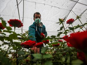 COVID-19 Tightens the Rope Around Gaza Flower Farmers' Necks