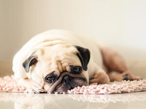 (Shutterstock/ File Photo)