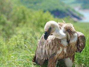 دوبريلا, النسر النادر البالغ من العمر سنة ونصف