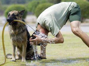 الكلب صديق حتى في الحمام