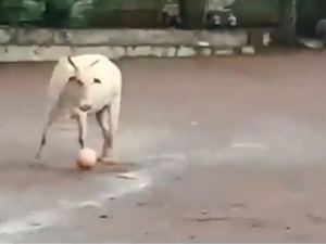 After a few attempts, a stray kick by the bull sees him temporarily lose possession of the ball. (YouTube)