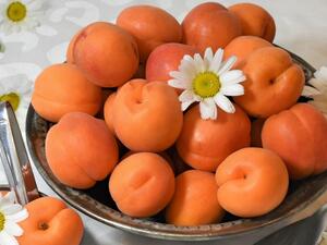  المشمش المجفف في المنزل