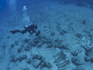 Underwater Archaeology (Shutterstock)	
