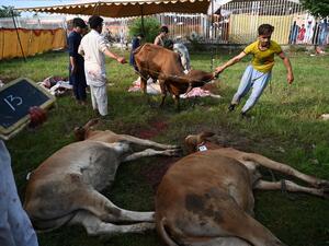 Pakistani butchers prepare to slaughter a cow after offering prayers during the Eid al-Adha festival in Islamabad on August 12, 2019. (AFP)