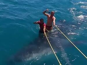 Men  are stood upright on the shark's mighty back, holding on to ropes attached to a boat. (Daily Mail)