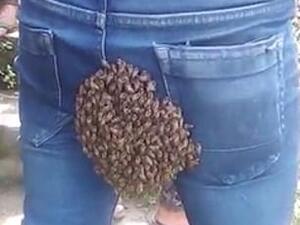 They are claimed to have been following their Queen when they landed. They removed her and put her in a jar to get the other bees to fly away. (Daily Mail)