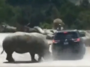 Rhino attacks car at Mexican zoo safari. (Screenshot/ Twitter)