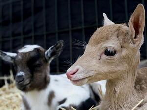 New-born fawn (Twitter)