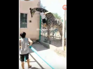A drunk zoo visitor was filmed climbing up the fence of a giraffe's enclosure and getting onto its back to take a ride! (Screenshot/ YouTube)