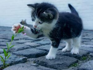 ما تفسير رؤية قطة صغيره في المنام؟