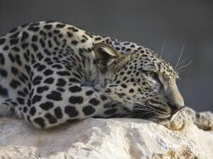 During the initial 12-week period of the newborn leopards’ lives, they successfully bonded with their 10-year-old mother Hamms. (Shutterstock/ File Photo)