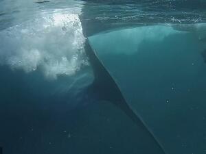 The video captures the full length of the animal as it leaves the diver, including its impressive v-shaped tail. (News Flare)