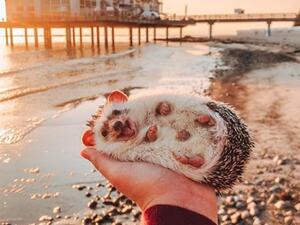 Herbee the happy hedgehog was last month pictured giving the world a smile as she lay on the palm of Talitha's pal in South Tyrol, Italy. (Mr Pokee/ Instagram)