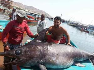 Fisherman Ibrahim Tarawneh with his catch on Friday in Aqaba. (Facebook photo)