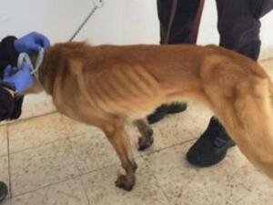 The sniffer dogs show protruding ribs. (State Department)
