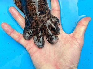 Giant salamander (Twitter)