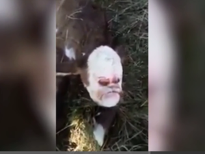 The poor cows face appears squashed in from the front, the characteristic snout and eye placement eerily out of order. (Screenshot)