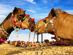 Camel Festival (Shutterstock)	