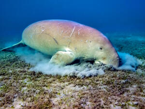 Dugong (Dugong dugon) eating sea grass (Shutterstock)	