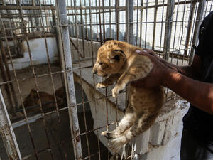 Rafah Zoo (Shutterstock)	