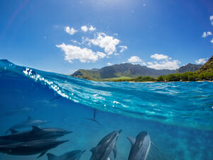 Pod of dolphins traveling along shoreline in blue ocean water (Shutterstock)	