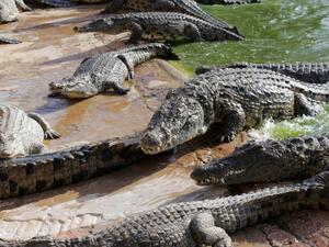 التمساح في المنام 