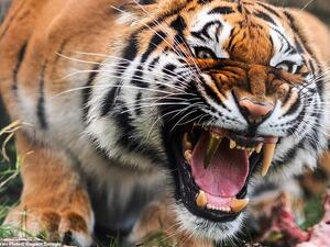 Cara, a five-year-old, 125lb Bengal tiger, has been fitted with a golden fang after breaking hers while chewing on toys at a rescue centre in Germany. (Daily Mail)