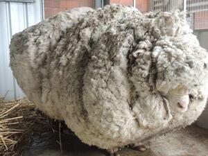 Chris, the Merino sheep  (Twitter)