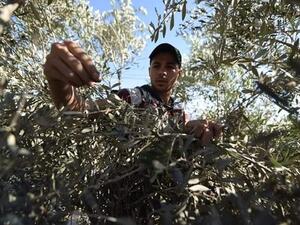 It's olive harvest season in Palestine (Twitter)