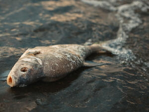 (Shutterstock/ File Photo)