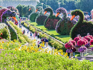 Beautiful Flourish Duck and Flower Landscape Miracle Flower Garden with over 45 million flowers in a sunny day, Dubai, UAE. (Shutterstock/ File Photo)