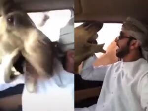 TV presenter Ahmad Salayem tried to feed one camel bread (right) so it would stop interrupting his recording (left) as he sat in his car in Dubai. (Video Screenshot)