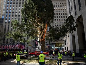 Workers raise the Rockefeller Center Christmas Tree in front of the Rockefeller Center in New York City on November 9, 2019.  The 77-foot tall tree is from the village of Florida in Orange County, New York. Johannes EISELE / AFP