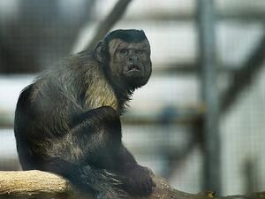 The human-faced monkey, which lives in China's Tianjin Zoo, has been single all his life (Shutterstock)	