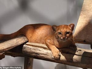 The Argentine Animal Rescue Foundation will provide Tito (pictured),  the three-month-old wild cat, with appropriate care before it's returned to its natural habitat. (Argentine Animal Rescue Foundation)