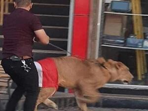 Lion on the streets of Baghdad (Twitter)