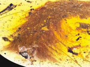 This image released by the Royal Saskatchewan Museum in Canada shows a dinosaur tail complete with its feathers trapped in a piece of amber. Royal Saskatchewan Museum (RSM/ R.C. McKellar)/AFP/Getty Images