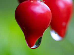 Pepper after the rain (Shutterstock)	