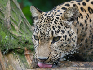 Persian leopard (Shutterstock)	