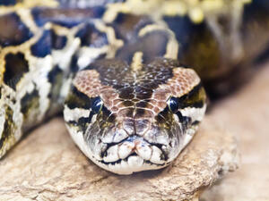 Python (Shutterstock)	