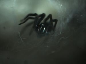 ما تفسير الحلم بالارملة السوداء؟