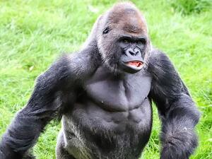 All the moves: N'Dowe is Western Lowland Gorilla at Paignton Zoo in Devon and is seen strutting his stuff through the enclosure. (Caters news agency)